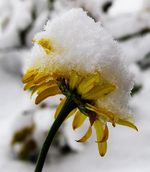 Färberkamille 27.12.14.webp