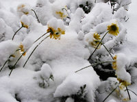 Färber 27.12.14.webp