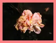 002.webp