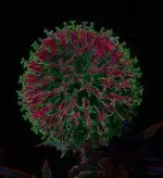 allium_neon_p.webp
