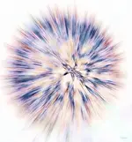 allium_explosion_2_p.webp
