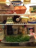 Rasen-in-the-fridge.webp