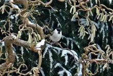 DSC_3295.webp