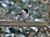 DSC_3317.webp