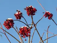 P1250376.webp