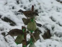 P1250257.webp