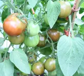 Japanese Black Trifele _4267.webp