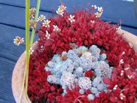 IMG_0620v.webp