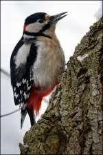 Specht an Akazie (1).webp