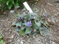 CIMG0885.webp
