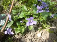 CIMG6518.webp