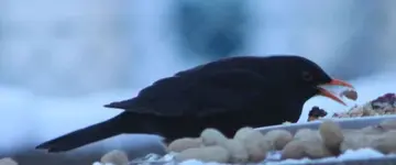 Amsel  mit Futter Grammel.webp