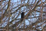 Amsel auf Marille 30.12..jpg