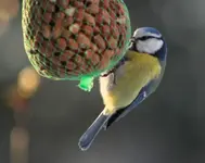 Blaumeise.webp