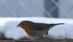 Rotkehlchen 30.12..webp