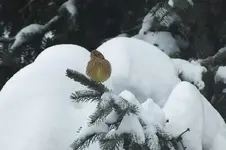 DSCF9545.webp