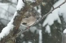 DSCF9553.webp