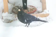 DSCF9559.webp
