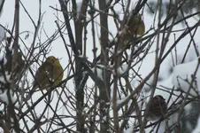 DSCF9562.webp