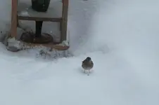 DSCF9565.webp