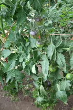 PBTD-IA-IMG_2556.webp