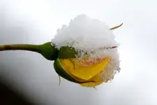 Rosen_0020.webp