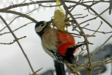 Buntspecht_0032.webp