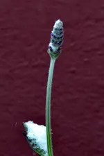 Lavendel_0006.webp