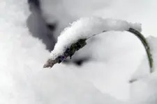 Lavendel_0001.webp