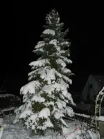 Winter__0026.webp