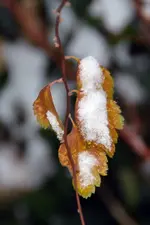 Winter__0037.webp