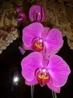 Orchideen_0003.webp