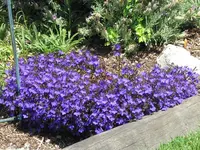 IMG_1224v.webp
