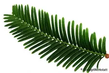 P8073390_gr.webp