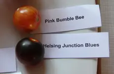Pink Bumble Bee IMG_3224.webp