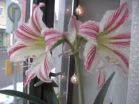 BILD1923.webp