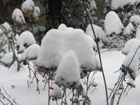 DSCN6551.webp