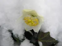 DSCN6567.webp