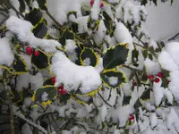 DSCN6569.webp