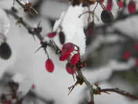 DSCN6611.webp