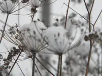 DSCN6634.webp