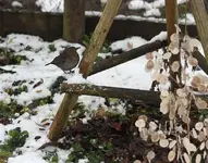 amsel.webp