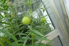 Ballonpflanze.webp