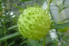 Einzelblüte Ballonpflanze.webp