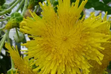 Einzelblüte Gänsedistel.webp