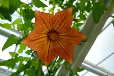 Einzelblüte Glockenrebe.webp