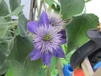 004.webp