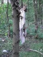 Sandkuhle 190.webp
