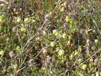 Sandkuhle 143.webp