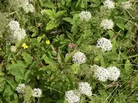 Sandkuhle 150.webp
